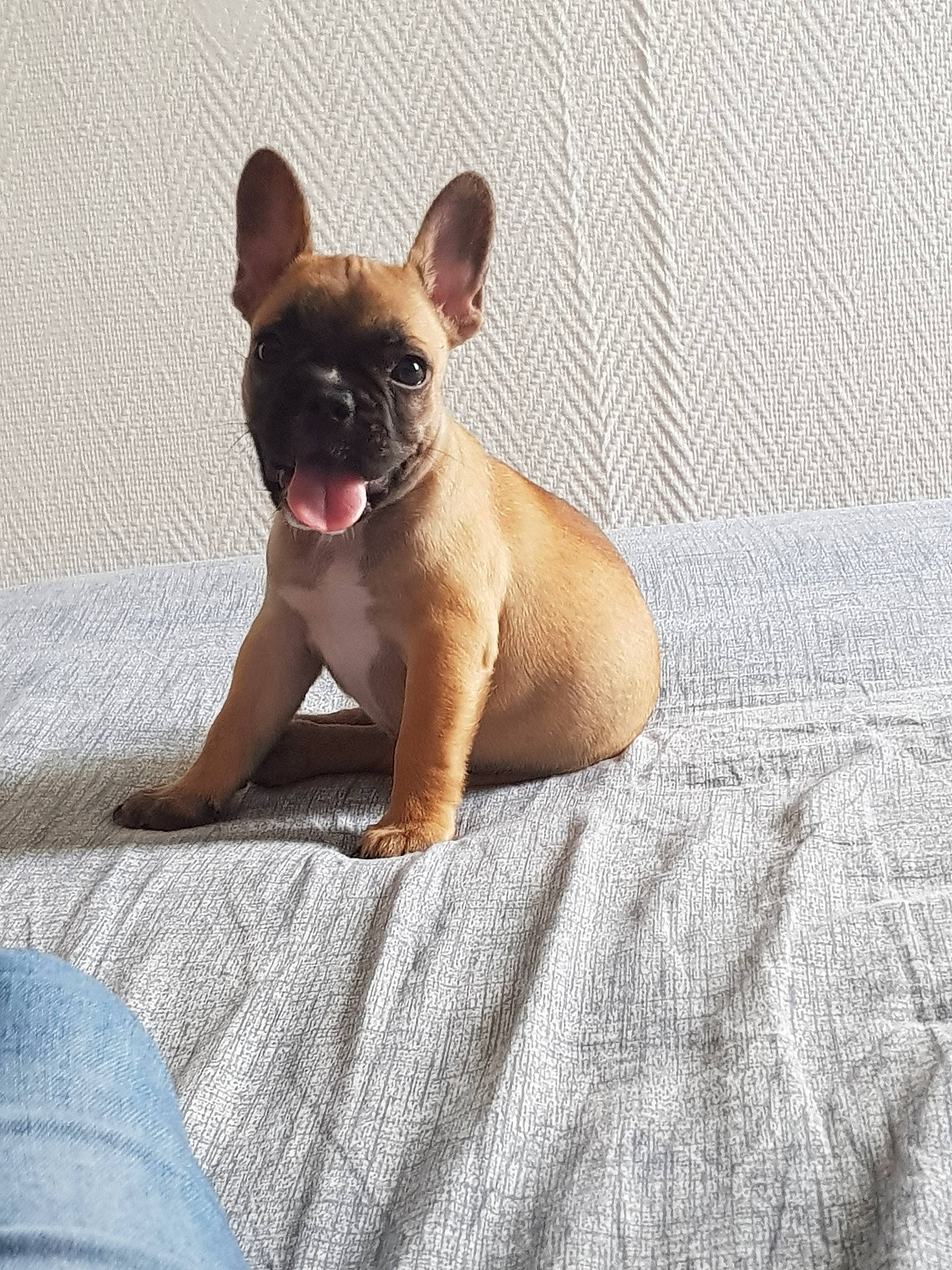 Tasha a rejoint le concours — aidez-le/la à gagner de superbes lots ! bulldog, canidae, carnivore, companion_dog, dog, dog_breed, fawn, french_bulldog, mammal, non_sporting_group, puppy, snout, toy_bulldog, vertebrate