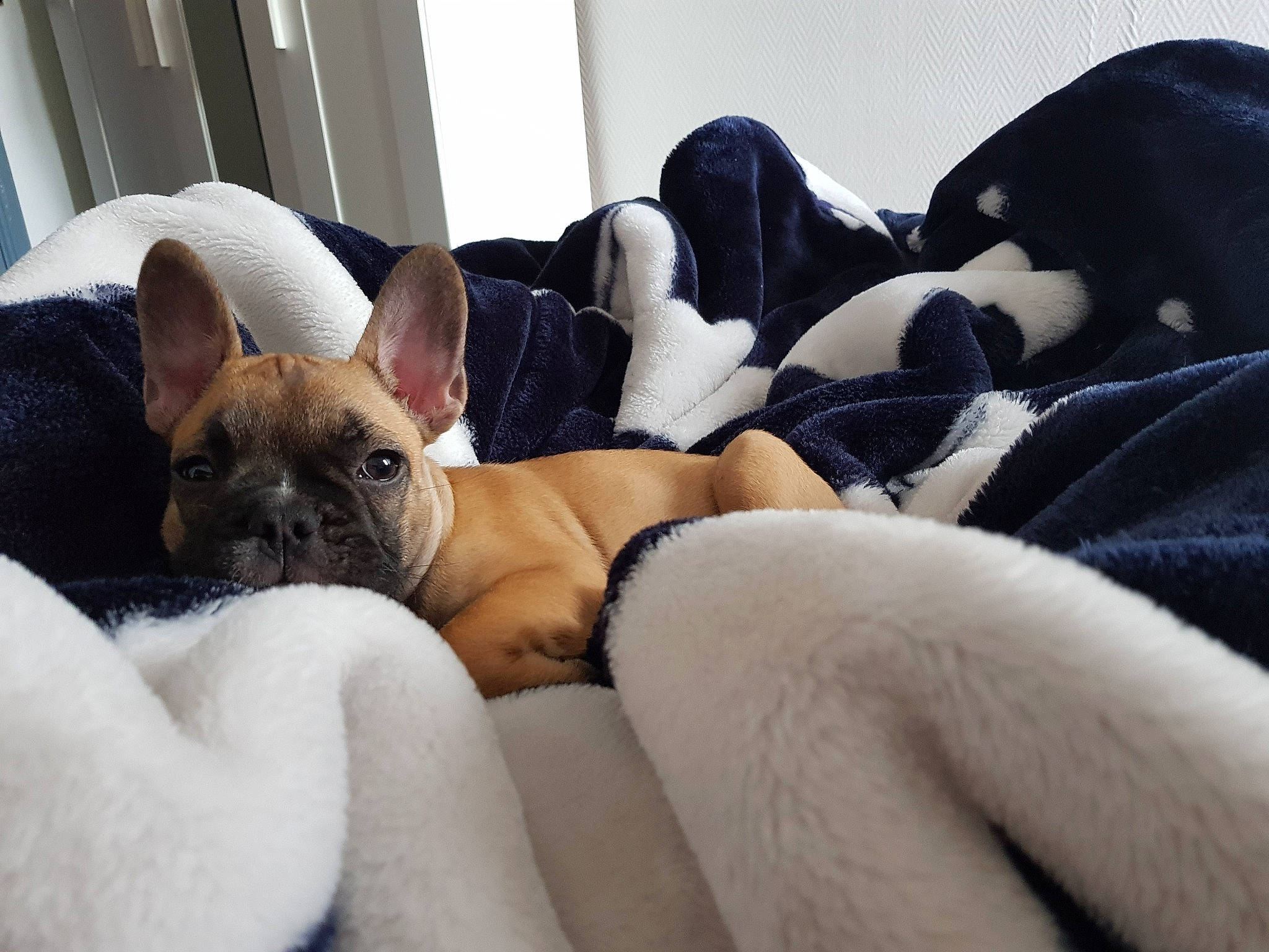 Tasha participe au concours pour gagner de l'argent avec cette photo : bulldog, canidae, carnivore, companion_dog, dog, dog_breed, ear, fawn, french_bulldog, mammal, nap, non_sporting_group, puppy, puppy_love, snout, sporting_group, toy_bulldog, vertebrate