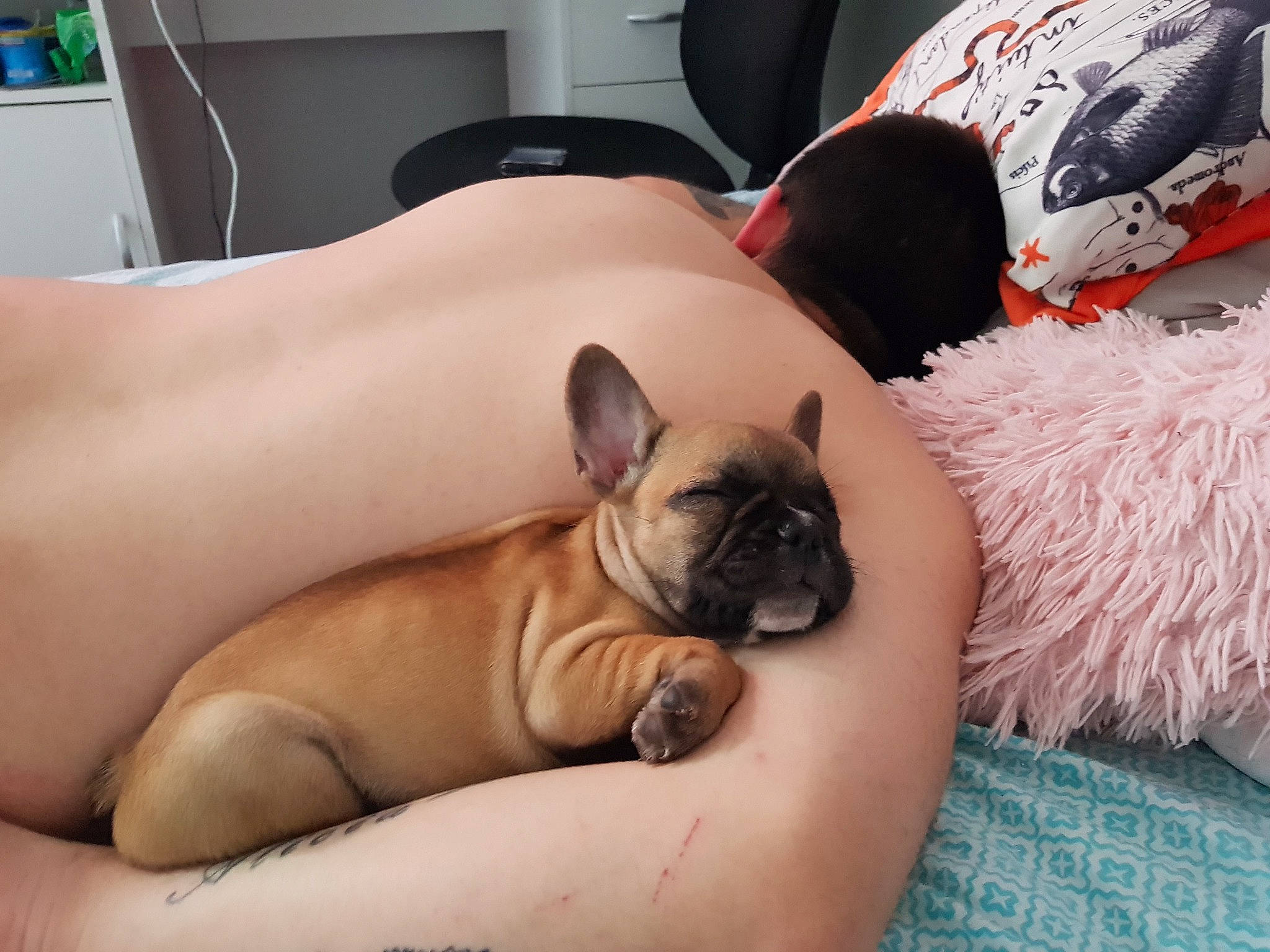 Tasha a rejoint le concours — aidez-le/la à gagner de superbes lots ! bulldog, canidae, carnivore, companion_dog, dog, dog_breed, fawn, french_bulldog, mammal, mouth, nap, neck, non_sporting_group, pug, puppy, puppy_love, skin, snout, toy_dog, vertebrate