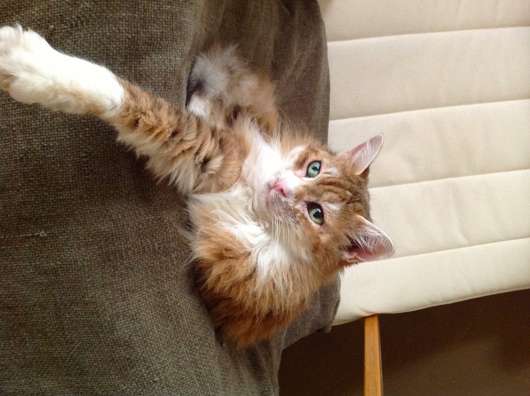 Chloé a rejoint le concours — aidez-le/la à gagner de superbes lots ! bed, carnivore, cat, claw, comfort, couch, domestic_short_haired_cat, fawn, felidae, fur, hardwood, paw, small_to_medium_sized_cats, tail, terrestrial_animal, whiskers, wood