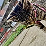 Lilith is registered to the contest to win money with this photo: cat, closeup, curious, daytime, ears, feline, greenery, harness, kitten, leash, nature, outdoor, paws, pet, plant, residential, sidewalk, tabby, urban, whiskers