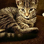 Lilith is registered to the contest to win money with this photo: animal, brown, cat, closeup, couch, cute, ears, eyes, feline, fur, indoor, mammal, pet, relaxed, resting, striped, tabby, tail, texture, whiskers