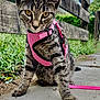 Lilith joined the competition — help win amazing prizes! animal, cat, close_up, curious, daylight, focus, grass, kitten, leaf, leash, nature, outdoor, pet, pink_harness, sidewalk, sitting, small, tabby, wooden_fence, young_cat