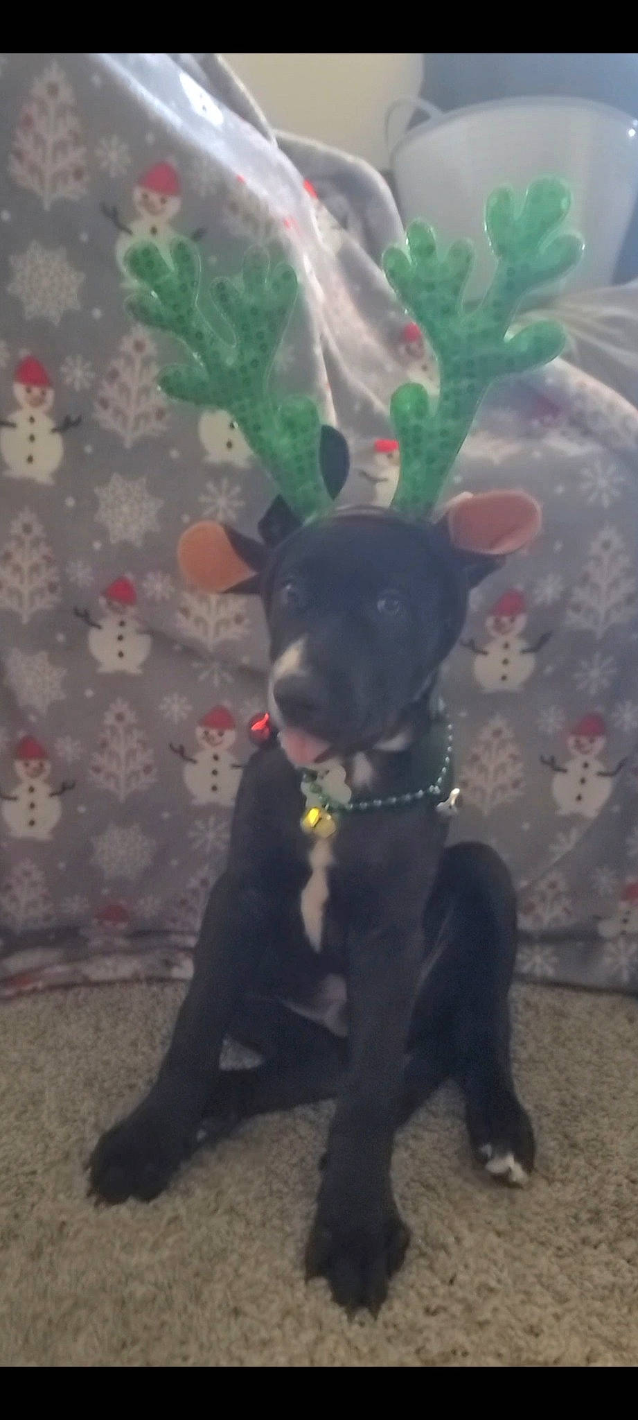 Mictlan joined the competition — help win amazing prizes! art, canidae, carnivore, collar, companion_dog, dog, dog_breed, dog_collar, dog_supply, fawn, fur, grass, guard_dog, personal_protective_equipment, snout, sporting_group, tail, toy_dog, whiskers, working_animal