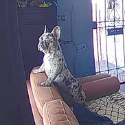 Athena is registered to the contest to win money with this photo: dog, spotted_dog, couch, indoor, door, metal_gate, rug, furniture, animal, pet, home, light, window, cabinet, decoration, skull, curtain, floor, looking, standing