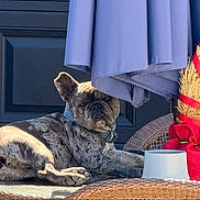 Athena is registered to the contest to win money with this photo: dog, french_bulldog, brindle, pet, animal, outdoor, wicker_chair, umbrella, purple_umbrella, sunlight, collar, bowl, resting, decor, red_ribbon, grass, relaxing, face, paw, closeup