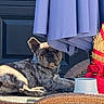 Athena joined the competition — help win amazing prizes! dog, french_bulldog, brindle, wicker_chair, umbrella, blue_umbrella, outdoor, sunlight, relaxed, pet_collar, dog_bowl, decor, red_ribbon, festive, animal, canine, resting, portrait, shadows, summer