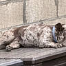 Athena is registered to the contest to win money with this photo: dog, sleeping, brindle, collar, wooden_surface, outdoor, resting, pet, canine, relaxed, nap, side_view, quiet, peaceful, animal, fur, muzzle, ears, paw, daylight
