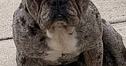 Athena joined the competition — help win amazing prizes! dog, french_bulldog, brindle, pet, canine, sitting, ears_up, looking, outdoor, concrete, paw, animal, companion, short_hair, stocky, face, fur, cute, alert, portrait