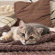Suna participe au concours pour gagner de l'argent avec cette photo : kitten, cat, pet, animal, cute, feline, gray_cat, resting, blanket, cozy, indoor, soft_texture, pillow, home, fur, whiskers, young_cat, relaxed, lying_down, curious