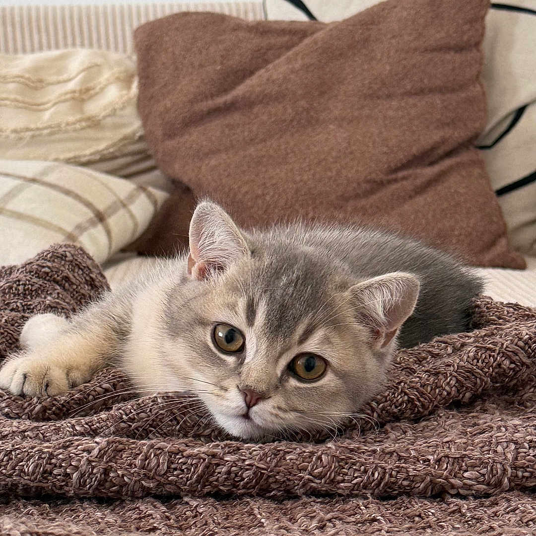 Suna participe au concours pour gagner de l'argent avec cette photo : kitten, cat, pet, animal, cute, feline, gray_cat, resting, blanket, cozy, indoor, soft_texture, pillow, home, fur, whiskers, young_cat, relaxed, lying_down, curious
