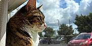 Yoru is registered to the contest to win money with this photo: cat, tabby, window, sunlight, sky, clouds, car, grass, outdoor, indoor, pet, feline, curious, daylight, portrait, animal, nature, reflection, house, blinds