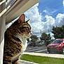 cat, tabby, window, sunlight, sky, clouds, car, grass, outdoor, indoor, pet, feline, curious, daylight, portrait, animal, nature, reflection, house, blinds