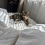 Yoru is registered to the contest to win money with this photo: cat, tabby, bed, white_bedding, sunlight, window, curtains, indoor, relaxed, stretching, feline, cozy, morning_light, home, comfort, sleepy, pet, domestic_animal, soft, quiet
