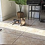 Yoru joined the competition — help win amazing prizes! cat, tabby_cat, floor, tile_floor, sunlight, indoor, plant, potted_plant, printer, furniture, corner, wall, cord, black_printer, relaxed, pet, home, shadow, light, domestic_animal