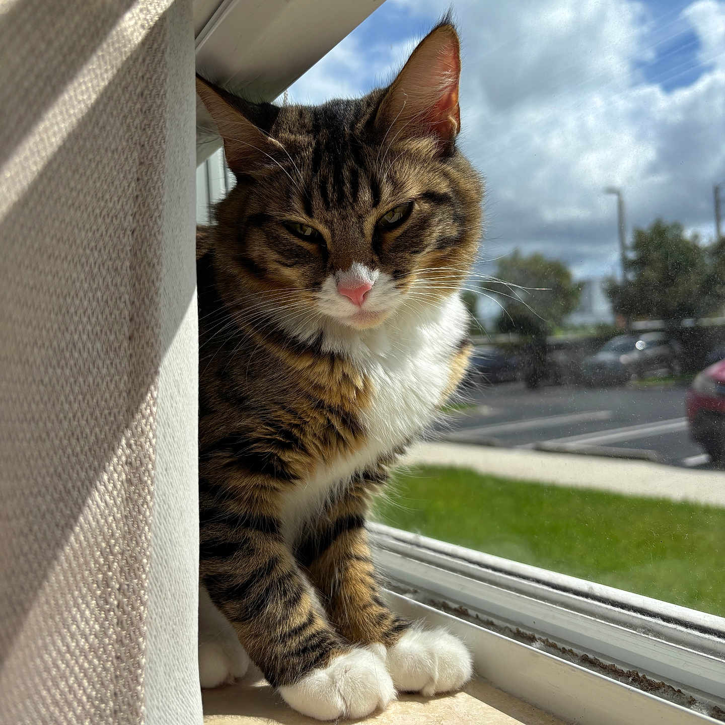 Yoru is registered to the contest to win money with this photo: animal, cat, cloudy_sky, curtain, daylight, feline, green_grass, home, indoor, outdoor_view, parking_lot, pet, pink_nose, relaxed, squinting, sunlight, tabby_cat, white_paws, window, windowsill