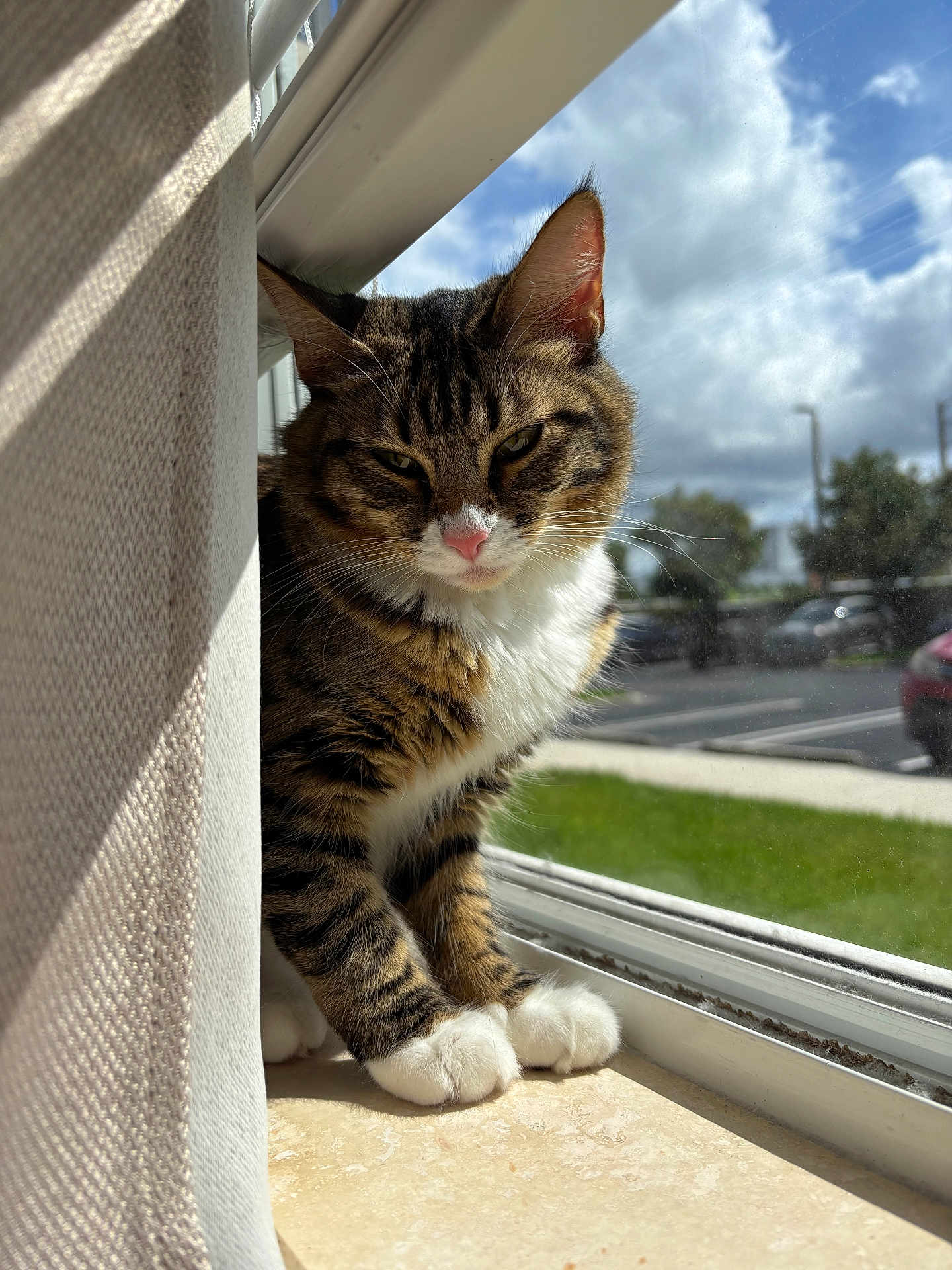 Yoru is registered to the contest to win money with this photo: cat, tabby_cat, white_paws, pink_nose, windowsill, sunlight, curtain, indoor, pet, feline, animal, squinting, relaxed, daylight, window, green_grass, outdoor_view, parking_lot, cloudy_sky, home