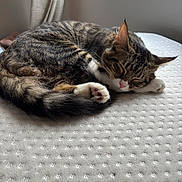 Yoru joined the competition — help win amazing prizes! cat, tabby, sleeping, mattress, indoor, window, curled_up, pet, feline, fur, whiskers, paw, relaxation, cozy, domestic_animal, quiet, rest, cute, animal, napping