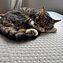 cat, tabby, sleeping, mattress, indoor, window, curled_up, pet, feline, fur, whiskers, paw, relaxation, cozy, domestic_animal, quiet, rest, cute, animal, napping