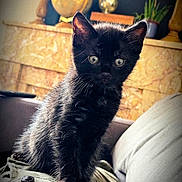 Salem a rejoint le concours — aidez-le/la à gagner de superbes lots ! animal, black_kitten, cat, couch, cozy, curiosity, curious, cute, decor, eyes, fur, furniture, globe, home, indoor, mantel, pet, plant, portrait, young