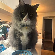 Keanu joined the competition — help win amazing prizes! cat, fluffy, indoor, kitchen, bowl, food, pet, feline, curious, collar, bell, table, countertop, domestic, animal, green_eyes, whiskers, fur, closeup, cozy
