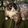 Keanu is registered to the contest to win money with this photo: cat, fluffy, yellow_eyes, gray_fur, white_fur, pet, domestic_animal, animal, indoor, blanket, fabric, resting, alert, closeup, whiskers, paw, fur_texture, cozy, portrait, relaxed