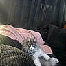 Keanu is registered to the contest to win money with this photo: cat, fluffy, gray, white, lounging, couch, blanket, pink, black, indoor, pet, feline, relaxed, curious, wide_eyes, fur, home, cozy, resting, domestic