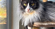 Keanu joined the competition — help win amazing prizes! cat, long_hair, yellow_eyes, window, cat_tree, indoor, feline, pet, relaxed, fluffy, animal, close_up, domestic_cat, looking, resting, cozy, natural_light, whiskers, portrait, fur