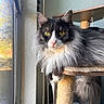 cat, long_hair, yellow_eyes, window, cat_tree, indoor, feline, pet, relaxed, fluffy, animal, close_up, domestic_cat, looking, resting, cozy, natural_light, whiskers, portrait, fur