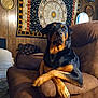 dog, rottweiler, couch, brown, wood_paneling, tapestry, zodiac, moon_phases, living_room, pet, animal, indoor, relaxed, crossed_legs, furniture, mirror, decor, plush, canine, cozy