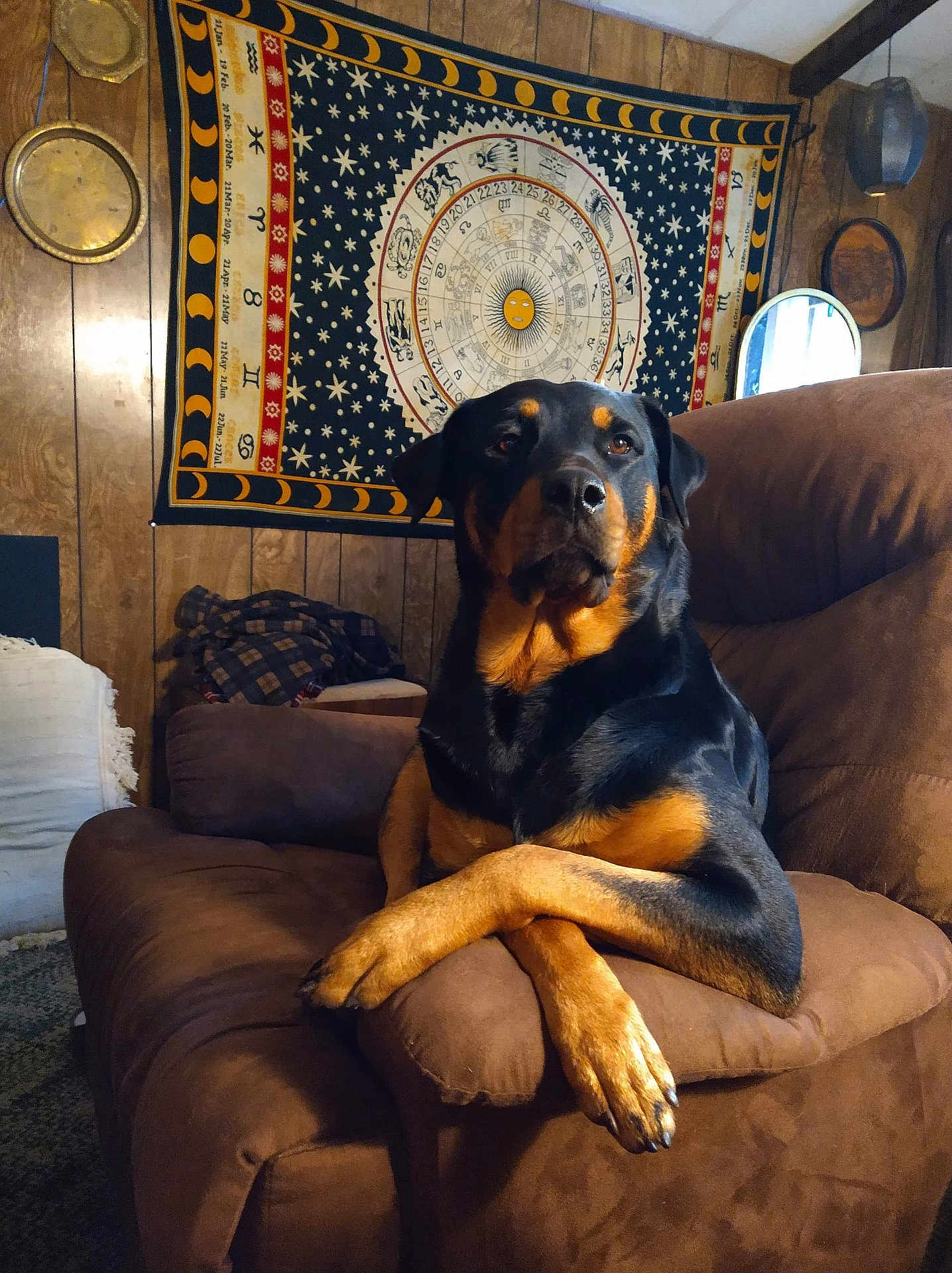 Stella joined the competition — help win amazing prizes! dog, rottweiler, couch, brown, wood_paneling, tapestry, zodiac, moon_phases, living_room, pet, animal, indoor, relaxed, crossed_legs, furniture, mirror, decor, plush, canine, cozy