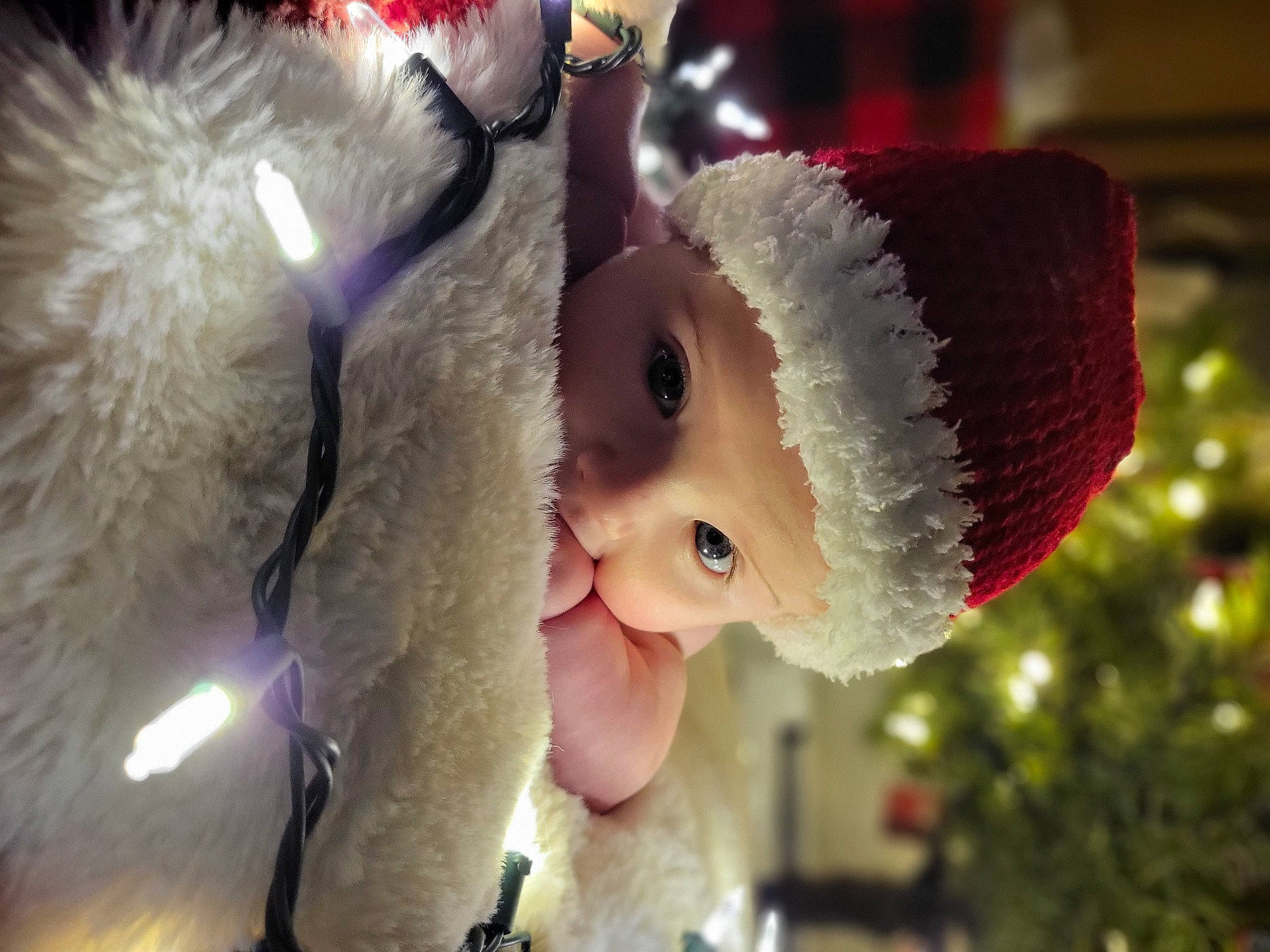 Jax is registered to the contest to win money with this photo: christmas, christmas_decoration, christmas_ornament, christmas_tree, costume_hat, event, fun, fur, fur_clothing, happy, hat, head, headgear, holiday, human_body, light, ornament, toy, tree, window