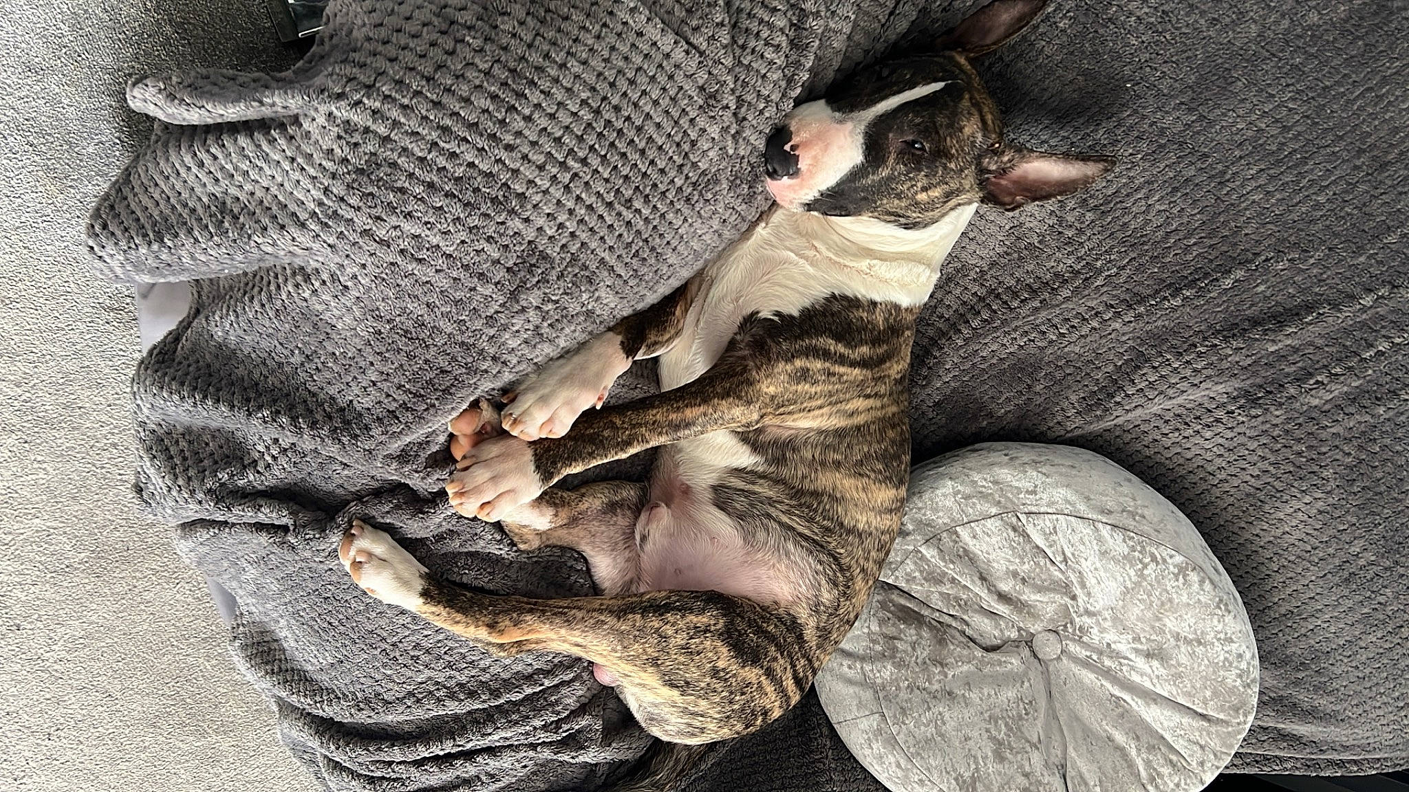 Zeus is registered to the contest to win money with this photo: camouflage, denim, fashion_accessory, fur, grey, gunny_sack, hat, linens, military_camouflage, pattern, pocket, python, reptile, scaled_reptile, serpent, snake, tail, terrestrial_animal, wood, woven_fabric