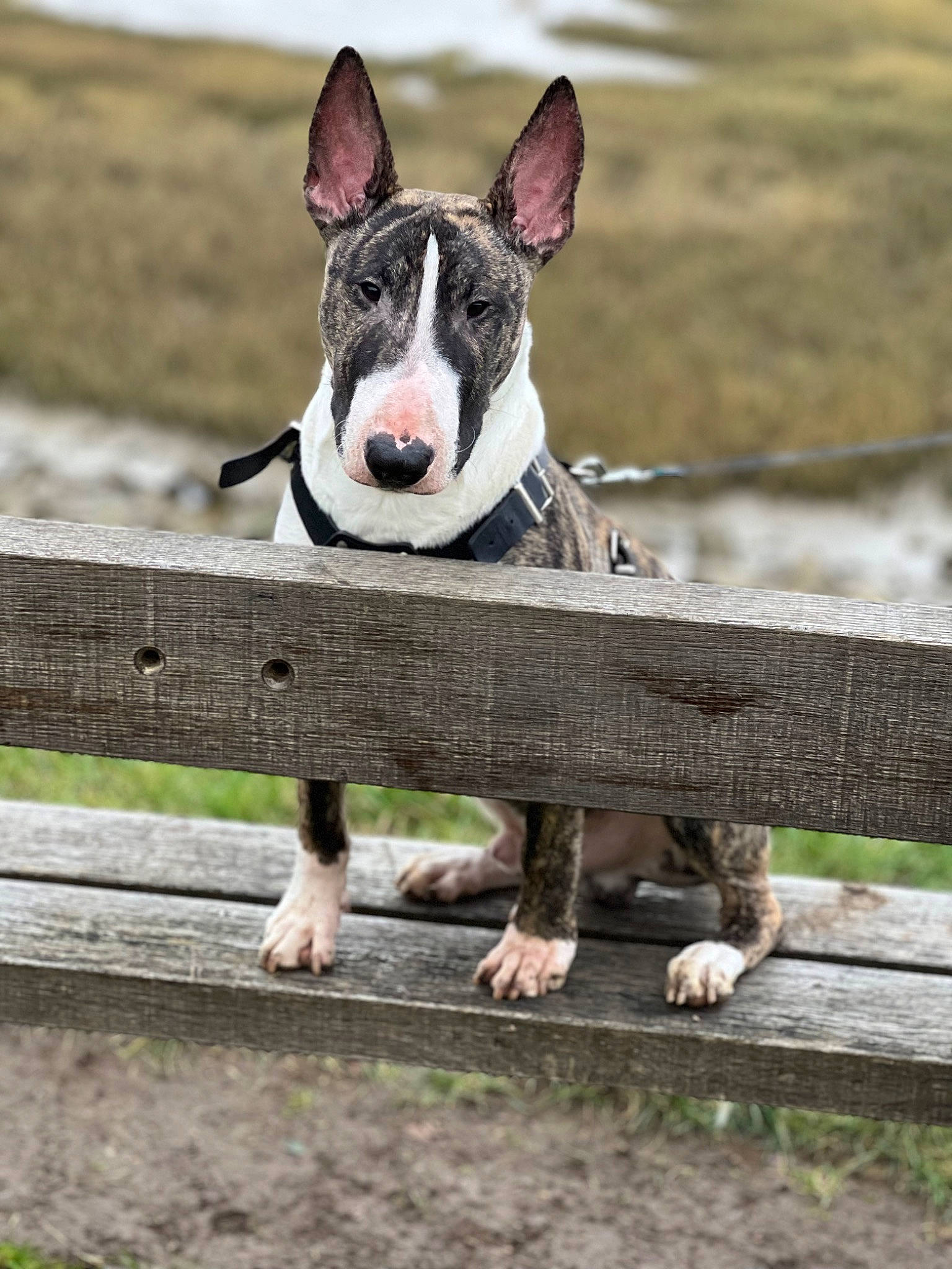 Zeus is registered to the contest to win money with this photo: bull_terrier, bull_terrier_miniature, canidae, carnivore, collar, companion_dog, dog, dog_breed, dog_collar, dog_supply, fawn, fence, grass, pet_supply, sky, snout, sporting_group, water, wood, working_animal