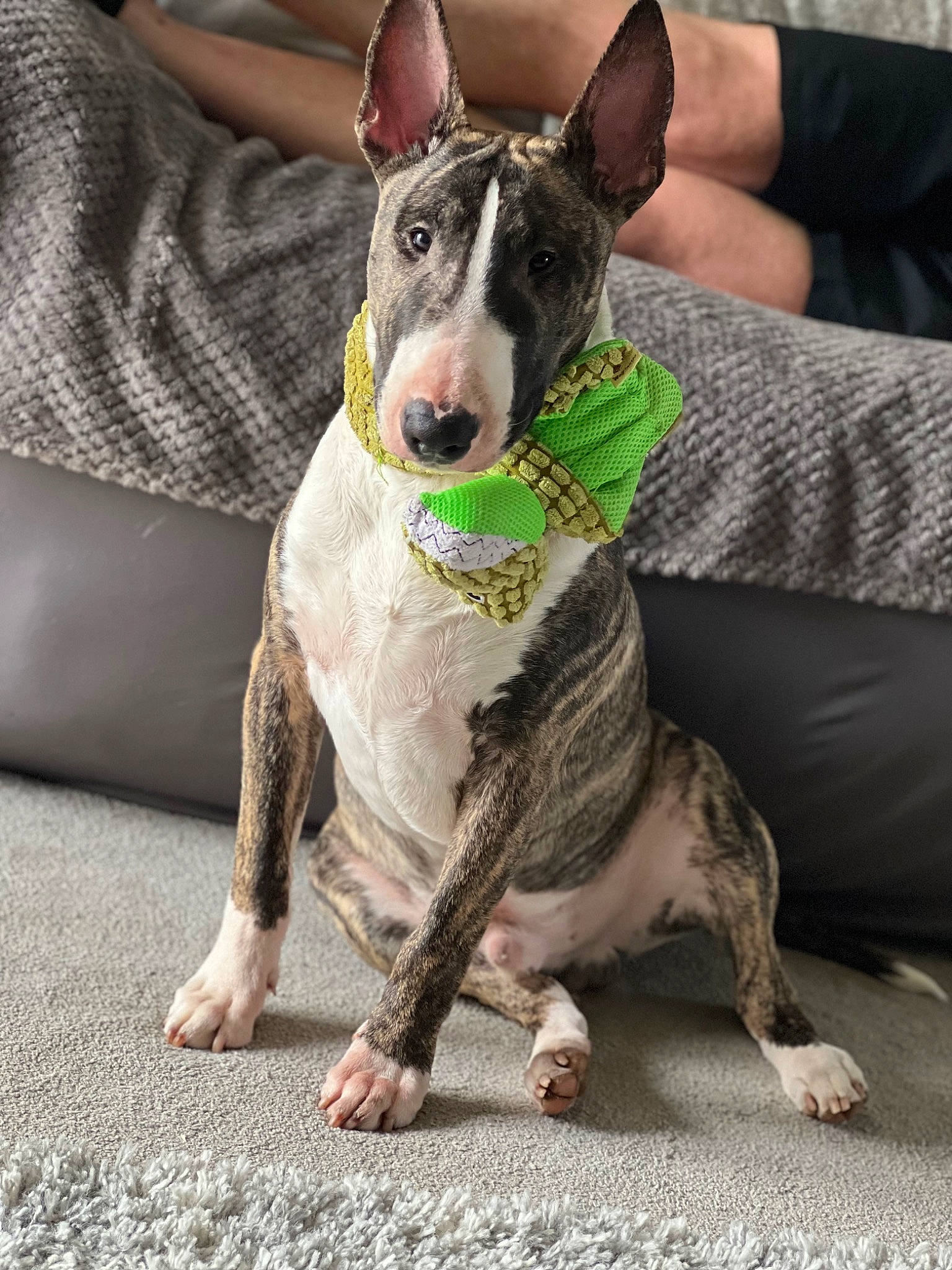 Zeus is registered to the contest to win money with this photo: carnivore, collar, comfort, companion_dog, couch, dog, dog_breed, dog_collar, dog_supply, fawn, grey, guard_dog, non_sporting_group, paw, sitting, sleeve, snout, sporting_group, working_animal, working_dog