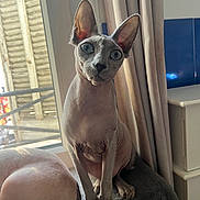 Hermes participe au concours pour gagner de l'argent avec cette photo : sphynx_cat, cat, hairless_cat, feline, pet, indoor, window, curtain, blue_eyes, large_ears, paws, sitting, portrait, close_up, domestic, upholstery, furniture, natural_light, curled, curiosity