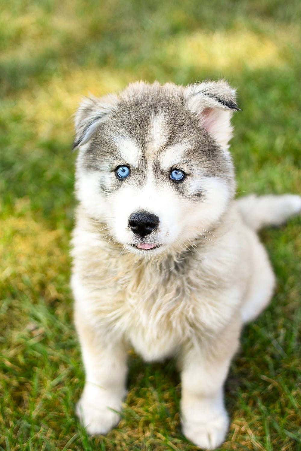 Ares joined the competition — help win amazing prizes! ancient_dog_breeds, carnivore, companion_dog, dog, dog_breed, fawn, fur, grass, plant, sled_dog, snout, sporting_group, tail, terrestrial_animal, tree, whiskers, wildlife, working_dog