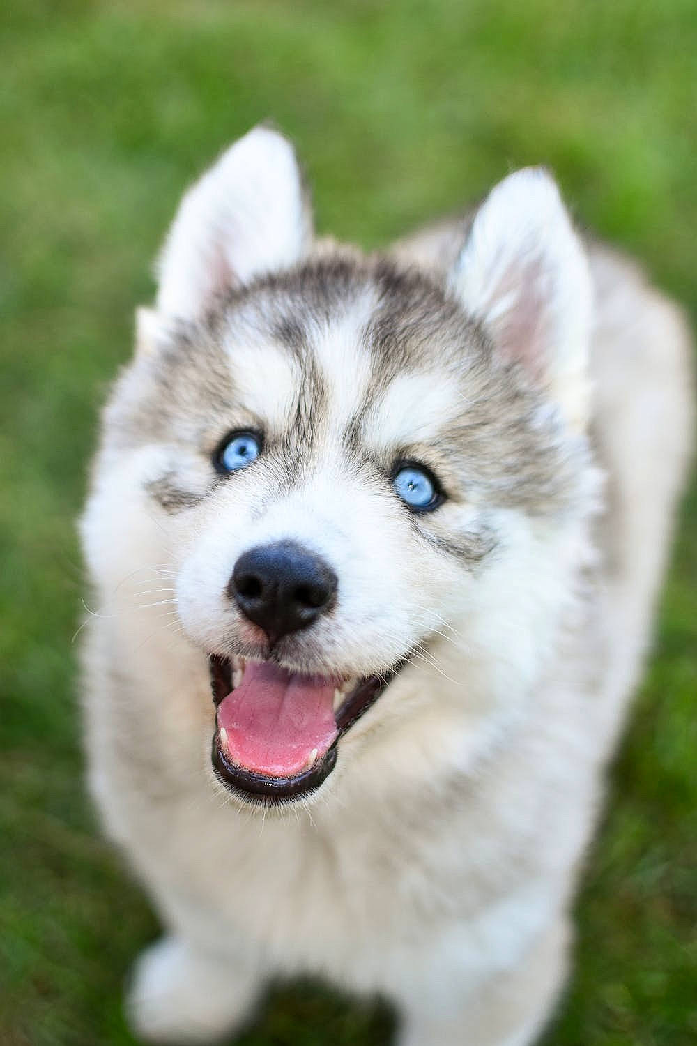 Ares is registered to the contest to win money with this photo: ancient_dog_breeds, carnivore, companion_dog, dog, dog_breed, eye, fang, fawn, fur, grass, plant, siberian_husky, sled_dog, snout, sporting_group, terrestrial_animal, wildlife, working_animal, working_dog
