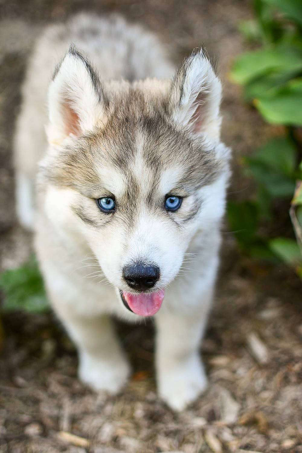 Ares is registered to the contest to win money with this photo: art, canidae, carnivore, dog, dog_breed, eye, fur, grass, head, jaw, plant, sled_dog, snout, sporting_group, terrestrial_animal, tree, whiskers, wildlife, wolf, working_animal