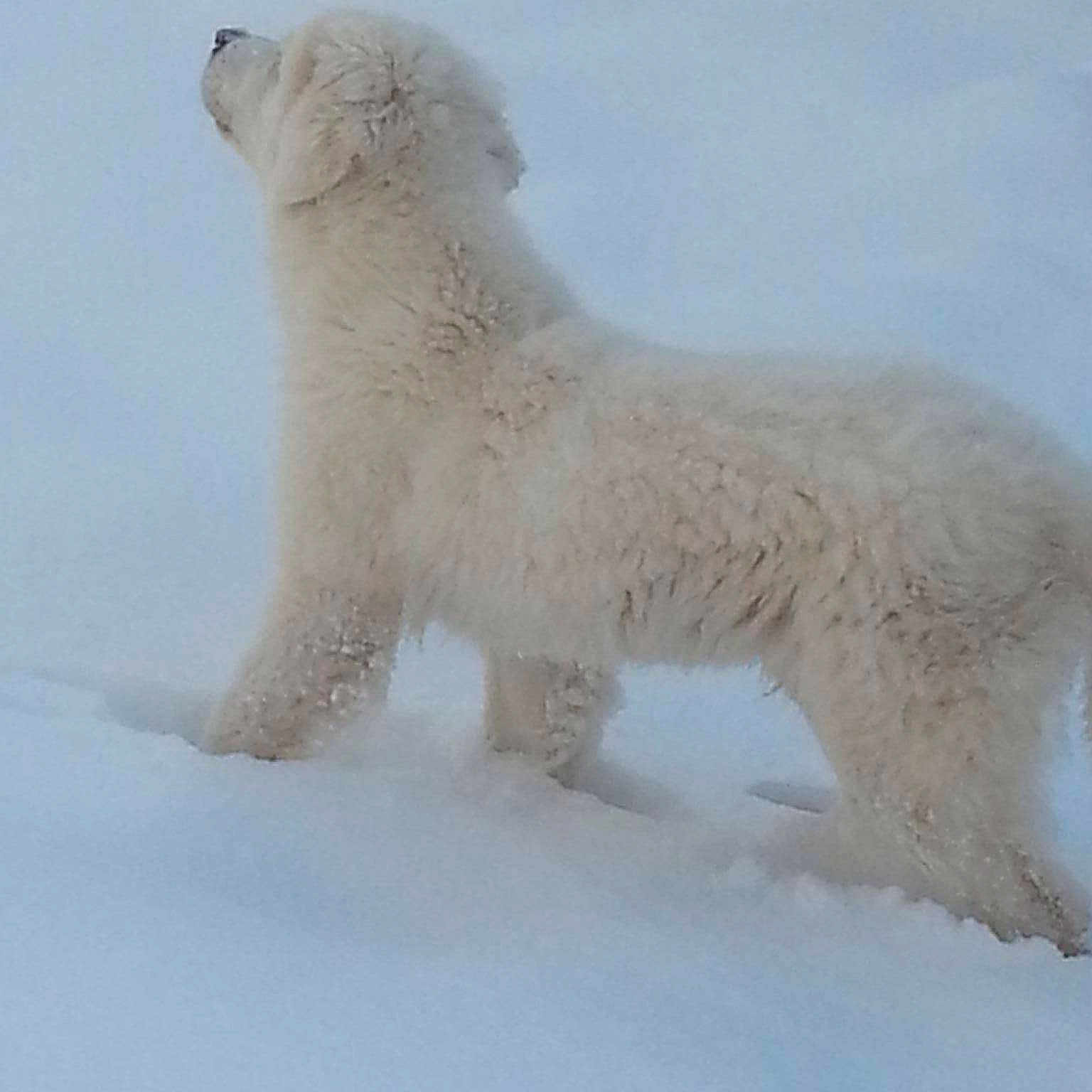 Snow