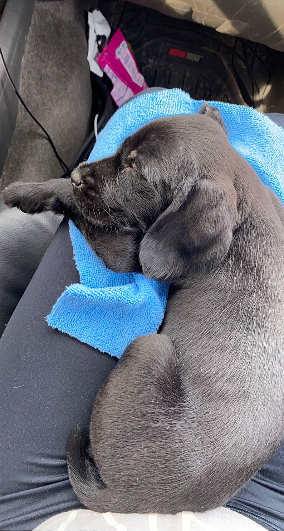 Presty is registered to the contest to win money with this photo: canidae, carnivore, comfort, companion_dog, dog, dog_breed, dog_supply, electric_blue, fawn, fur, grey, liver, marine_mammal, nap, snout, sporting_group, terrestrial_animal, whiskers, working_animal, wrinkle