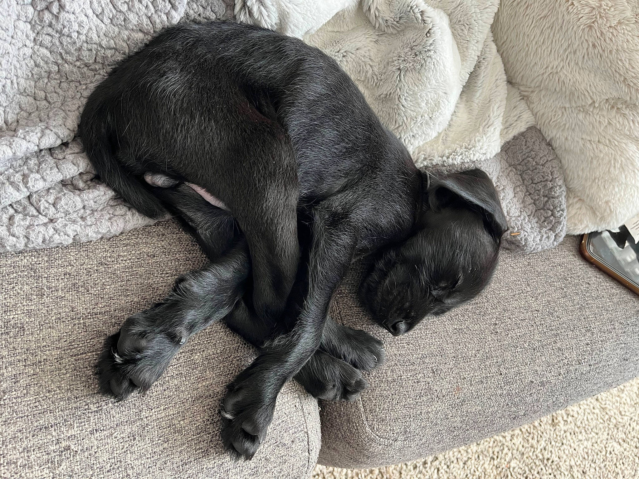 Presty is registered to the contest to win money with this photo: canidae, carnivore, claw, comfort, companion_dog, dog, dog_breed, fur, grey, liver, paw, snout, sporting_group, tail, terrestrial_animal, working_animal