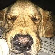 Orwell joined the competition — help win amazing prizes! dog, golden_retriever, close_up, sleeping, nose, pet, animal, bed, blanket, cozy, fur, indoors, resting, face, muzzle, cute, domestic_animal, canine, relaxed, portrait