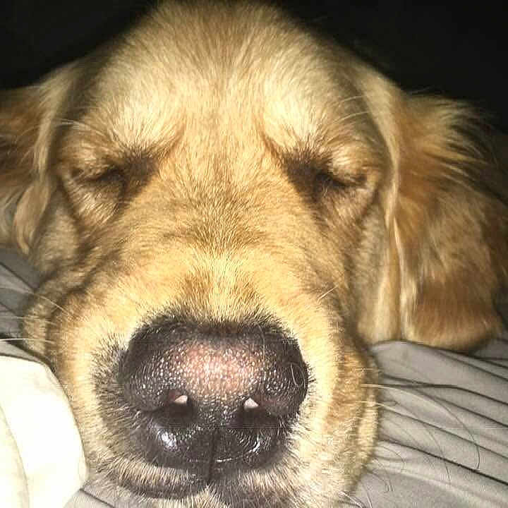 Orwell joined the competition — help win amazing prizes! animal, bed, blanket, canine, close_up, cozy, cute, dog, domestic_animal, face, fur, golden_retriever, indoors, muzzle, nose, pet, portrait, relaxed, resting, sleeping