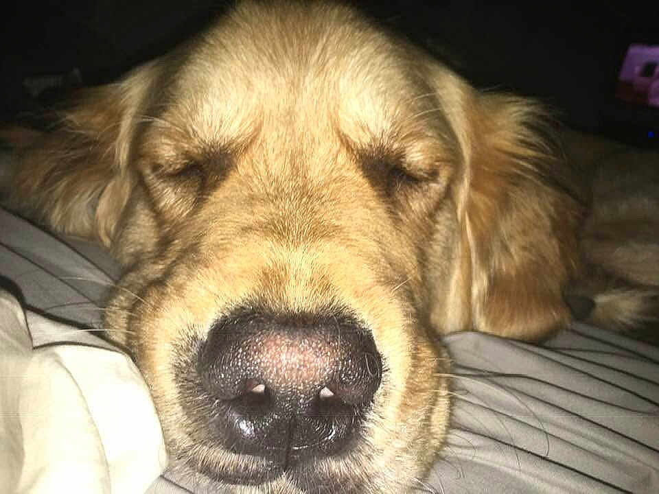 Orwell joined the competition — help win amazing prizes! dog, golden_retriever, close_up, sleeping, nose, pet, animal, bed, blanket, cozy, fur, indoors, resting, face, muzzle, cute, domestic_animal, canine, relaxed, portrait
