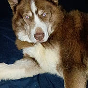 Mowgli joined the competition — help win amazing prizes! animal, bed, blanket, brown, canine, dog, domestic_animal, ears, face, fur, husky, indoor, looking, lying_down, nose, pet, portrait, red_eye, resting, white