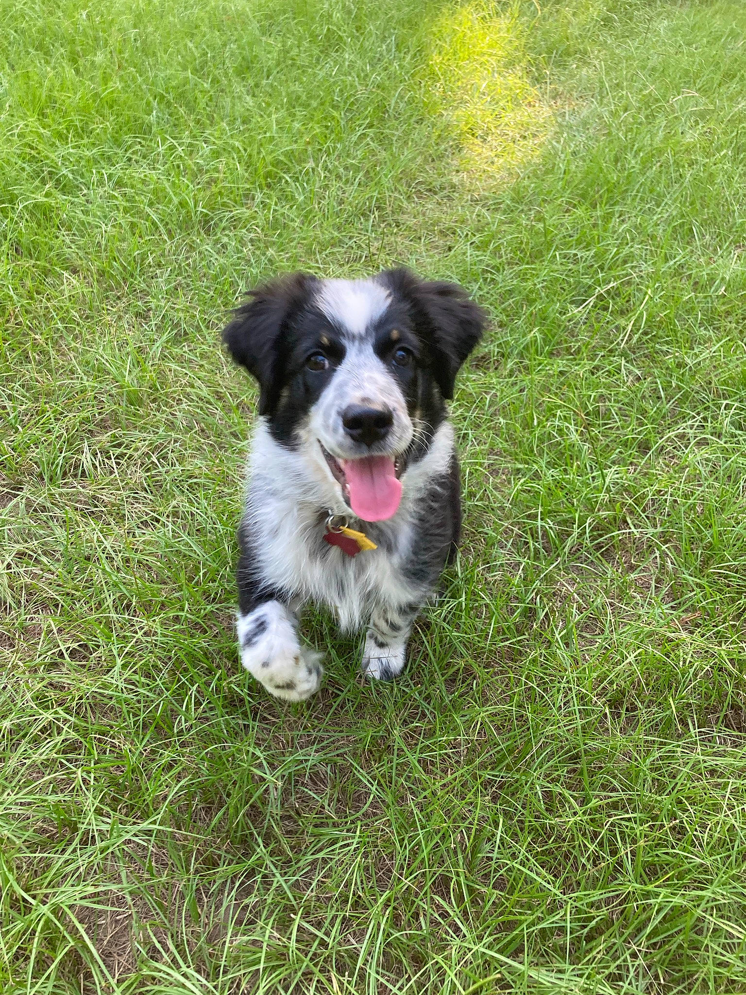 Junior is registered to the contest to win money with this photo: border_collie, canidae, carnivore, companion_dog, dog, dog_breed, grass, groundcover, herding_dog, plant, sporting_group, tail, working_dog