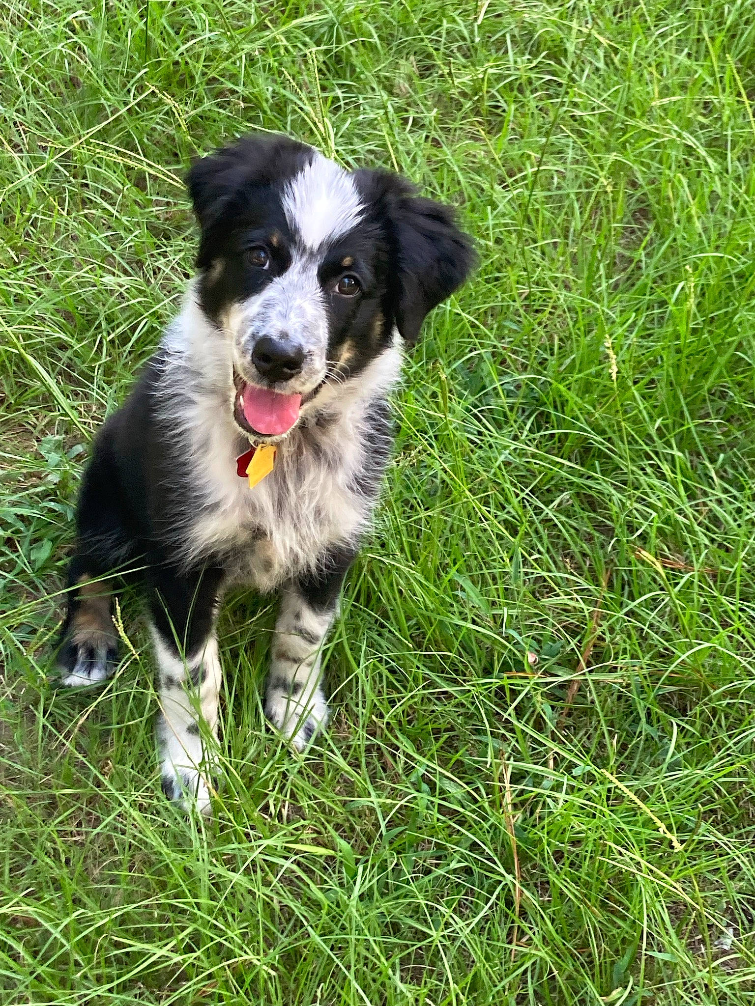 Junior is registered to the contest to win money with this photo: australian_collie, border_collie, canidae, carnivore, companion_dog, dog, dog_breed, grass, herding_dog, plant, sedge_family, sporting_group, tail, working_dog