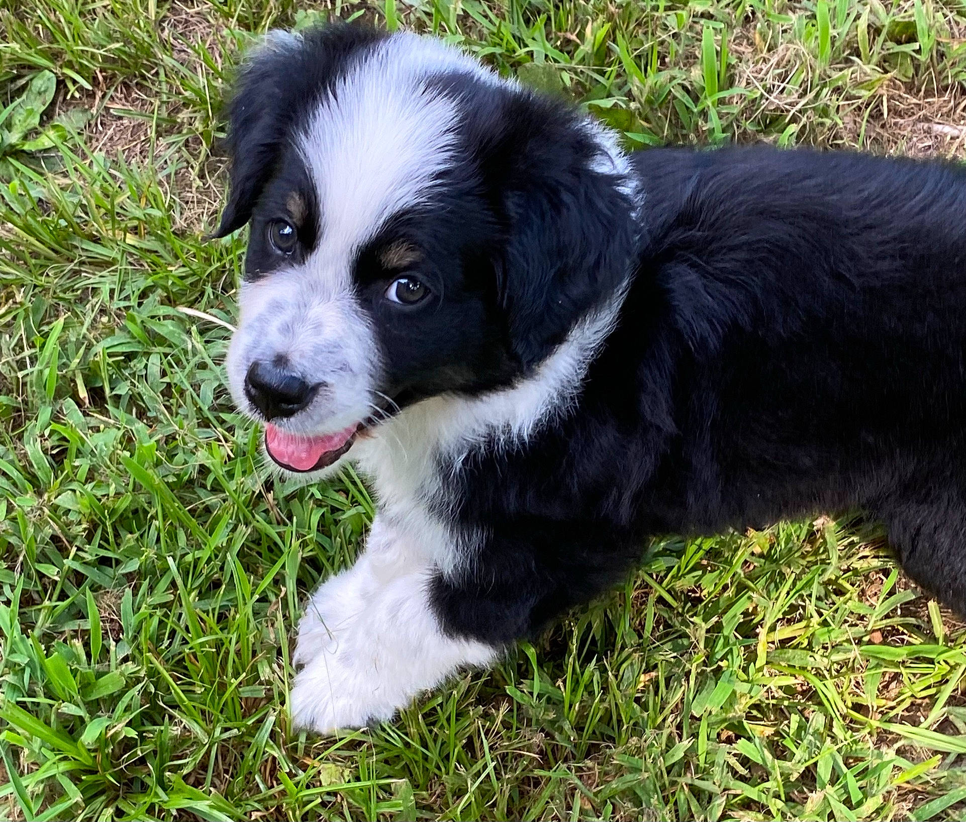 Junior is registered to the contest to win money with this photo: australian_collie, borador, border_collie, canidae, carnivore, companion_dog, dog, dog_breed, fur, grass, herding_dog, plant, puppy, sporting_group, terrestrial_animal, whiskers, working_animal, working_dog