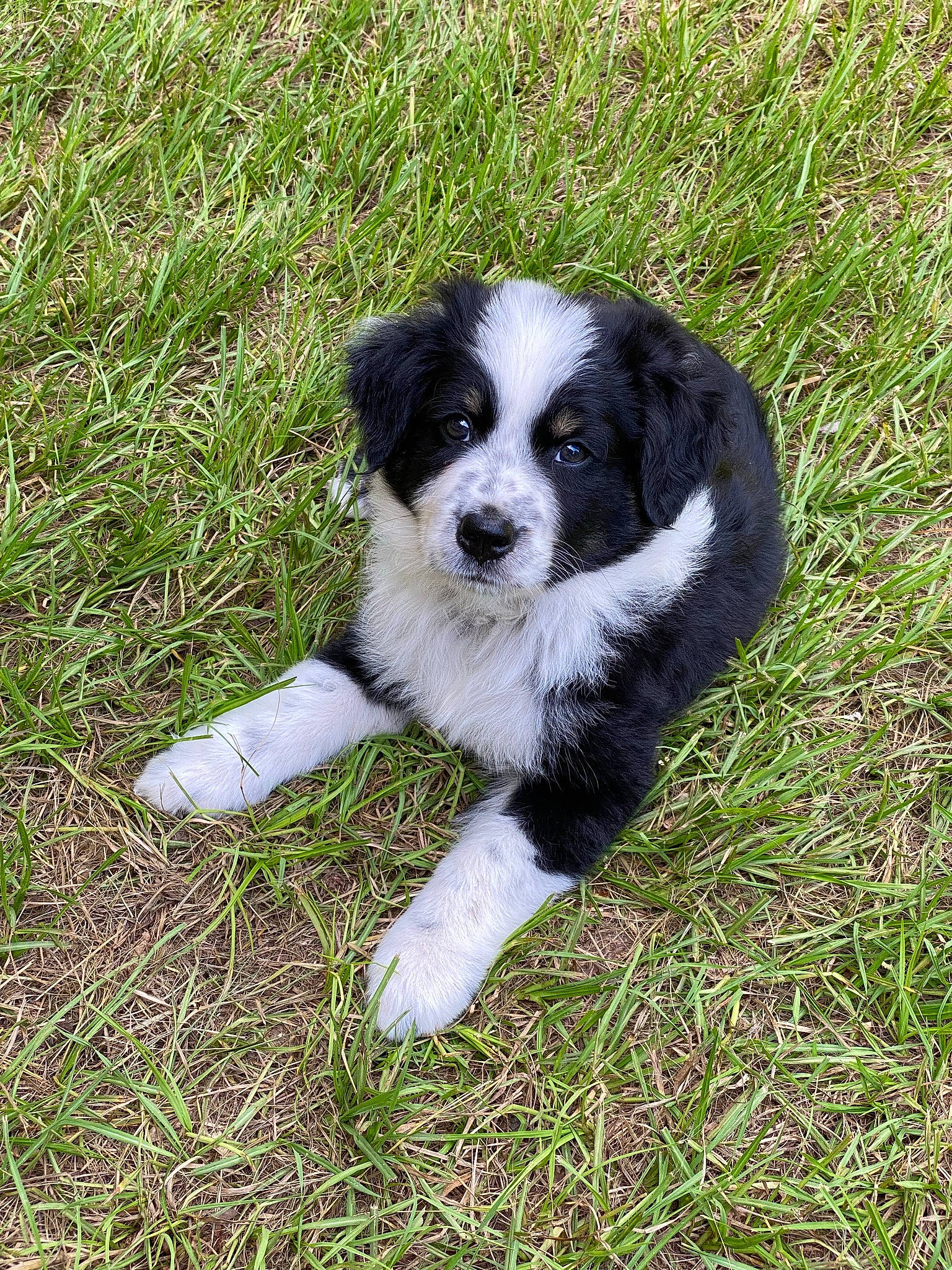 Junior joined the competition — help win amazing prizes! border_collie, carnivore, companion_dog, dog, dog_breed, grass, groundcover, herding_dog, plant, sporting_group, terrestrial_animal, toy_dog, working_dog